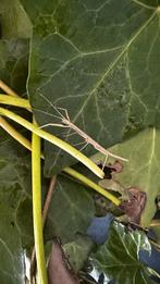 Wandelende takken, Dieren en Toebehoren, Insecten en Spinnen, Wandelende tak