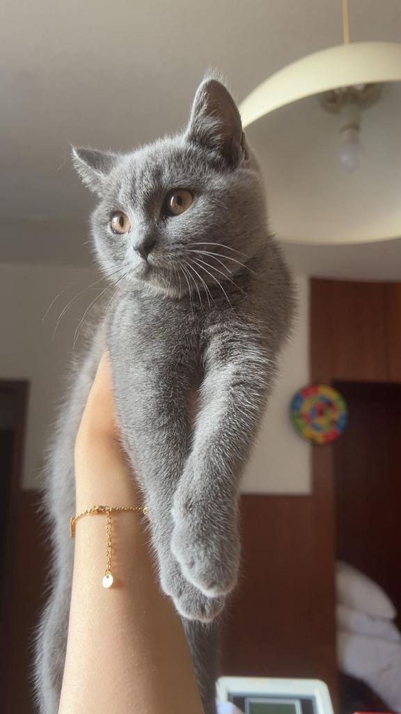 Bristhe korthaar kitten, Dieren en Toebehoren, Katten en Kittens | Raskatten | Korthaar, Poes, 0 tot 2 jaar, Ontwormd