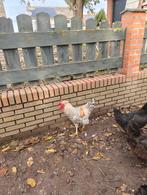 Cream Legbar haan, Dieren en Toebehoren, Pluimvee, Mannelijk, Kip