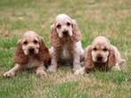 Knappe Kruising Engelse Cocker Spaniël pups., Dieren en Toebehoren, Honden | Retrievers, Spaniëls en Waterhonden, Nederland, Overige rassen