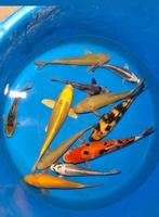 11 perfecte koi voor opgroei, Dieren en Toebehoren, Karper of Koi