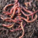 Tijgerwormen voor wormenhotel van wormen Doktor, Compost, Ophalen of Verzenden