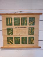 Schoolplaat Ziekten van Landbouwgewassen, Antiek en Kunst, Antiek | Schoolplaten, Ophalen of Verzenden, Natuur en Biologie