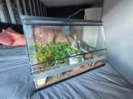 Terrarium, 60x32x40 met toebehoren, Dieren en Toebehoren, Reptielen en Amfibieën | Toebehoren, Ophalen, Zo goed als nieuw, Terrarium of Paludarium