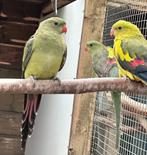 Bergparkieten, Dieren en Toebehoren, Vogels | Parkieten en Papegaaien, Meerdere dieren, Parkiet