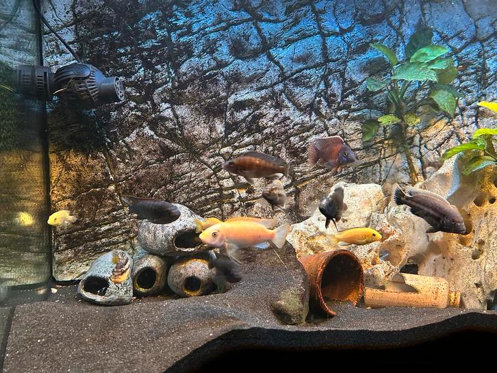 Compleet aquarium, Dieren en Toebehoren, Vissen | Aquaria en Toebehoren, Zo goed als nieuw, Gevuld zoetwateraquarium, Ophalen