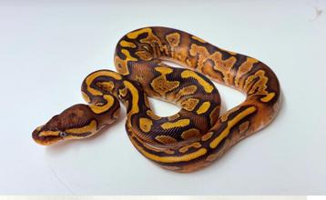 0.1 special fire yellow belly 100% het clown ball python beschikbaar voor biedingen