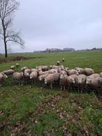 60 dikke rammen slacht texelaar swifter schapen, Mannelijk, Schaap