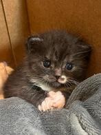 Prachtige Britse korthaar x Ragdoll kitten, Dieren en Toebehoren, Katten en Kittens | Raskatten | Korthaar, Poes, Ontwormd