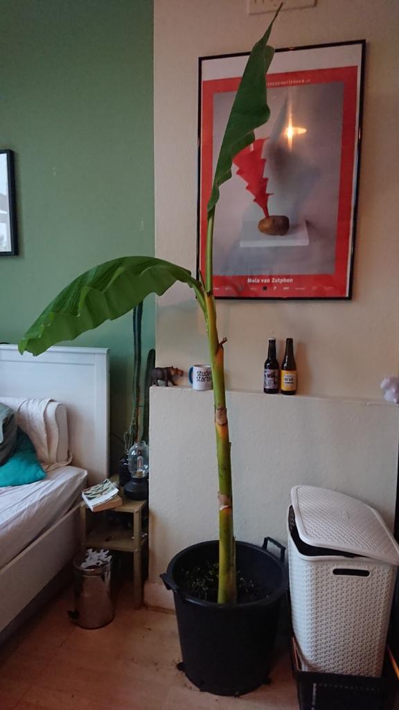 Japanse banaan winter hard. 1jaar oud 2m hoog, Huis en Inrichting, Kamerplanten, Minder dan 100 cm, Halfschaduw, Ophalen