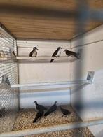 Tamboerijn duiven, Dieren en Toebehoren, Vogels | Duiven, Meerdere dieren, Overige soorten