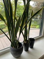 Twee planten drie potten, Ophalen, Overige soorten