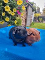Cavia zeugjes zuiver rood en zuiver zwart, Dieren en Toebehoren, Knaagdieren, Juni, Vrouwelijk, Cavia