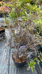 Sambucus ‘nigra black lace’, Ophalen, Volle zon