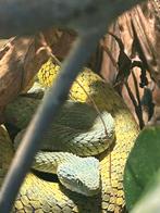 Atheris squamiqera, Dieren en Toebehoren, Slang, Met terrarium, 3 tot 6 jaar