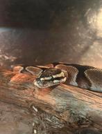 Koningspython / Phyton regius, Dieren en Toebehoren, Slang, Tam