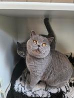 2 Britse korthaar poesen zoeken nieuwe huisje, Dieren en Toebehoren, Katten en Kittens | Raskatten | Korthaar, Poes, 6 jaar of ouder