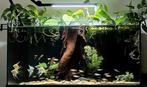 Juwel aquarium 110L (MOET NU WEG), Ophalen, Gevuld zoetwateraquarium