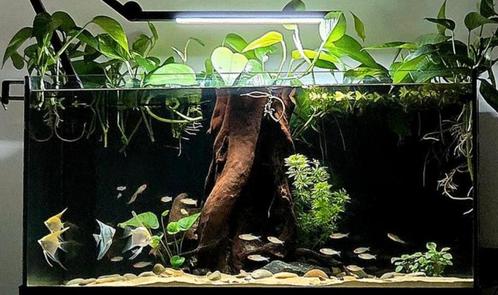 Juwel aquarium 110L (MOET NU WEG), Dieren en Toebehoren, Vissen | Aquaria en Toebehoren, Gevuld zoetwateraquarium, Ophalen
