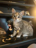 De kat is vermist Wijk en Aalburg Den Oudert, Dieren en Toebehoren, Kat