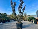 Dubbelstam kurkeik ( Quercus suber) 60/80 stamomtrek te koop, Ophalen, Volle zon, Overige soorten
