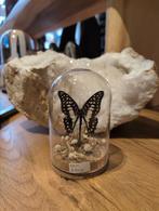 Prachtige vlinder in stolp, J, Ophalen of Verzenden, Zo goed als nieuw, J