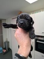 Laatste Patterdale Terrier pup. Zeer fors sterk vrij teefje, CDV (hondenziekte), 8 tot 15 weken, Teef, Meerdere