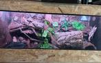Complete terrarium 140x70x50, Dieren en Toebehoren, Ophalen of Verzenden, Zo goed als nieuw, Terrarium of Paludarium