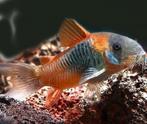Corydora Venezuela orange, Vis, Zoetwatervis, Schoolvis
