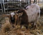 Lief klein dwerggeitje te koop, Dieren en Toebehoren, Schapen, Geiten en Varkens, Vrouwelijk, Geit, 0 tot 2 jaar