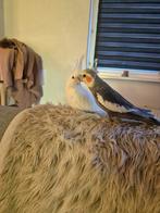 5 valkparkieten, 2 koppels en 1 losse tam, Dieren en Toebehoren, Vogels | Parkieten en Papegaaien, Meerdere dieren, Parkiet, Tam