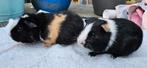 Lieve driekleur cavia broertjes/beertjes1 gladhaar 1 teddy., Dieren en Toebehoren, Knaagdieren, Cavia, Mannelijk, December, Tam