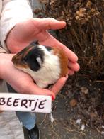 Ze zijn er weer!! Jonge cavia’s! Beertjes., Dieren en Toebehoren, Cavia, December, Meerdere dieren, Tam