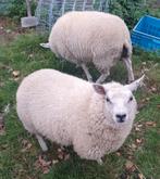 luxe lammeren Ram Ooi lam schaap schapen, Dieren en Toebehoren, Schapen, Geiten en Varkens, Vrouwelijk, Schaap