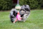 Pomeriaan puppy, Particulier, 15 weken tot 1 jaar, Reu, Buitenland