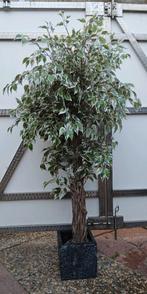 Ficus met bont blad. 145cm bij 70 cm. Mooie gedraaide stam., Ophalen, Ficus, In pot, 100 tot 150 cm