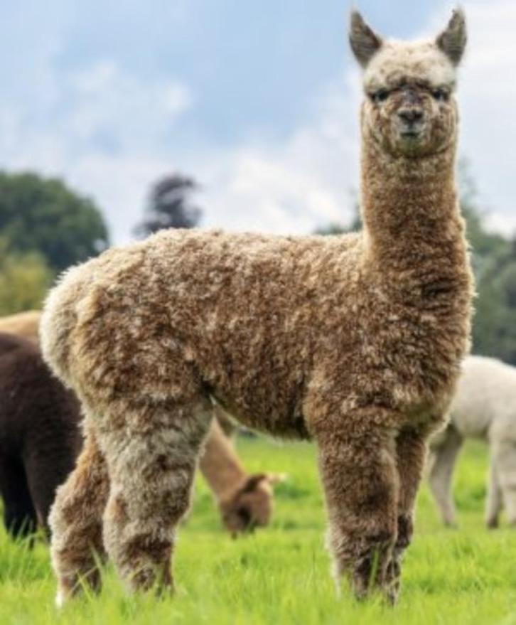 Alpaca merrie, Dieren en Toebehoren, Overige Dieren, Vrouwelijk, Juli
