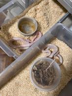 1.1 Scaleless snow 2024, Hagedis, 0 tot 2 jaar