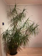 Dracaena marginata van meer dan 2meter, Huis en Inrichting, Kamerplanten, Ophalen, 200 cm of meer, Overige soorten, Halfschaduw