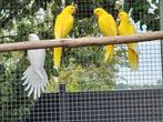 5 lutino en 1 albino halsband parkiet, Dieren en Toebehoren, Vogels | Parkieten en Papegaaien, Geslacht onbekend, Parkiet, Geringd