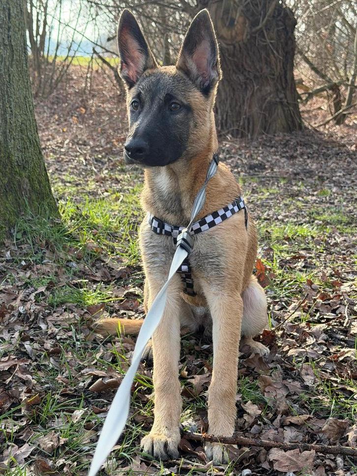 Mechelse herder 5 maanden oud!, Dieren en Toebehoren, Honden | Herdershonden en Veedrijvers, Teef, Herder, Particulier, Eén hond