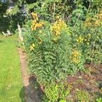 Vernisboom (Koelreuteria paniculata) 150-200cm, Volle zon, Vaste plant, Zomer, Ophalen