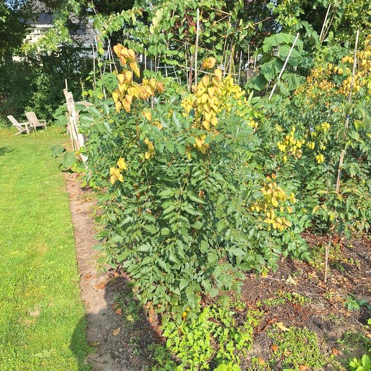 Vernisboom (Koelreuteria paniculata) 150-200cm, Tuin en Terras, Planten | Tuinplanten, Vaste plant, Overige soorten, Volle zon