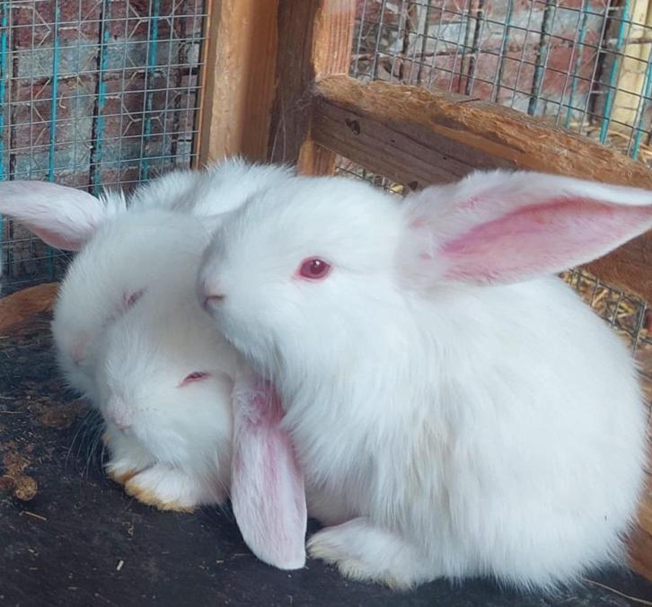 Raszuivere Franse hangoren, Dieren en Toebehoren, Konijnen, Groot, Meerdere dieren, 0 tot 2 jaar, Hangoor