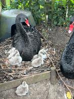 Zwarte zwanen broedkoppel, Dieren en Toebehoren, Mannelijk, Gans of Zwaan