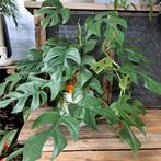 Monstera plant €7,50, Huis en Inrichting, Kamerplanten, Ophalen, Halfschaduw, Minder dan 100 cm