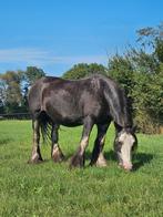 2 super lieve Tinker merrie's, Dieren en Toebehoren, Paarden, Merrie, Recreatiepaard