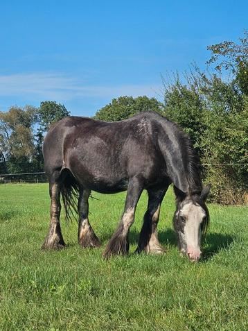 2 super lieve Tinker merrie's  beschikbaar voor biedingen