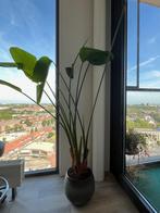 Bananenplant (zonder pot), Ophalen, Overige soorten, 150 tot 200 cm, Volle zon