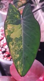Xanthosoma Violaceum Variegata, Huis en Inrichting, Kamerplanten, Ophalen of Verzenden, Halfschaduw, Minder dan 100 cm